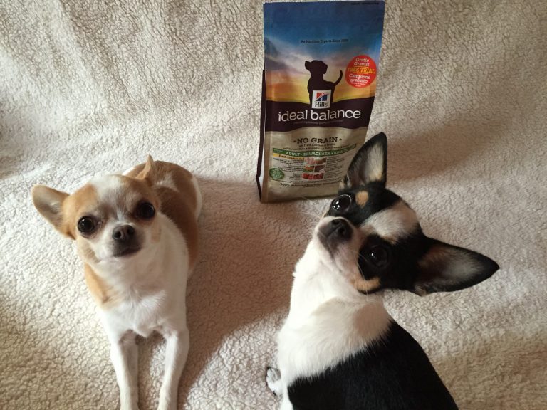 wanibox-dog-juin2015
