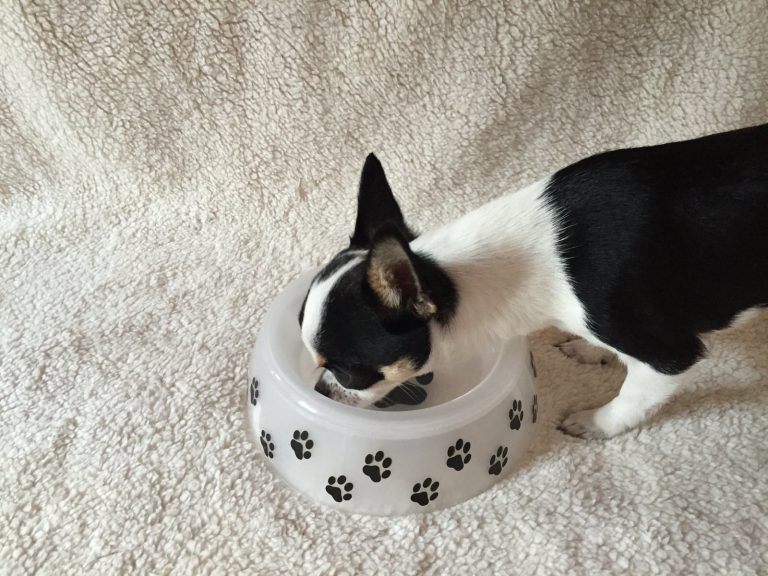 wanibox-dog-juin2015