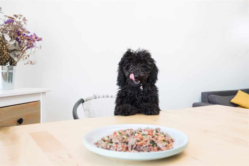 Almut, un bon service de croquette chien personnalisé