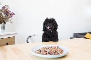 Almut, un bon service de croquette chien personnalisé