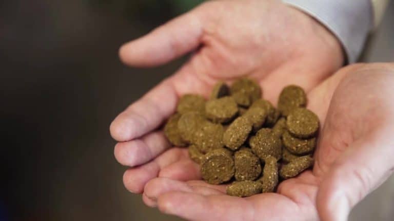 Des croquettes pour chiens dans deux mains
