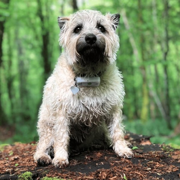 Qu’est-ce qu’un collier GPS pour chien ?