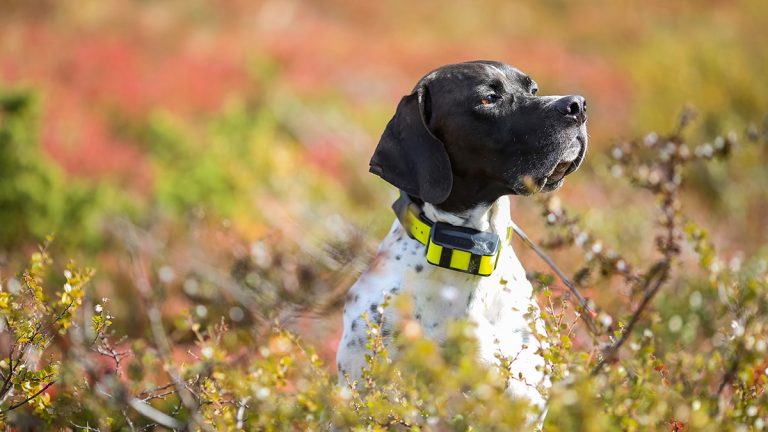 Un collier GPS pour chien