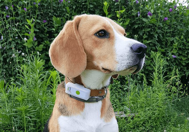 collier gps chien weenect