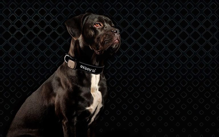 Kippy : le GPS pour chien qui surveille aussi son activité motrice