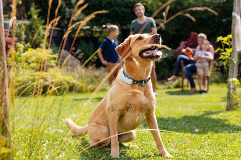 Tractive : un tracker GPS pour chien avec une portée illimitée