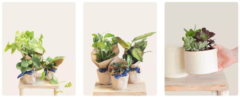 Une livraison de plantes 100% françaises et de saison par Monsieur Marguerite