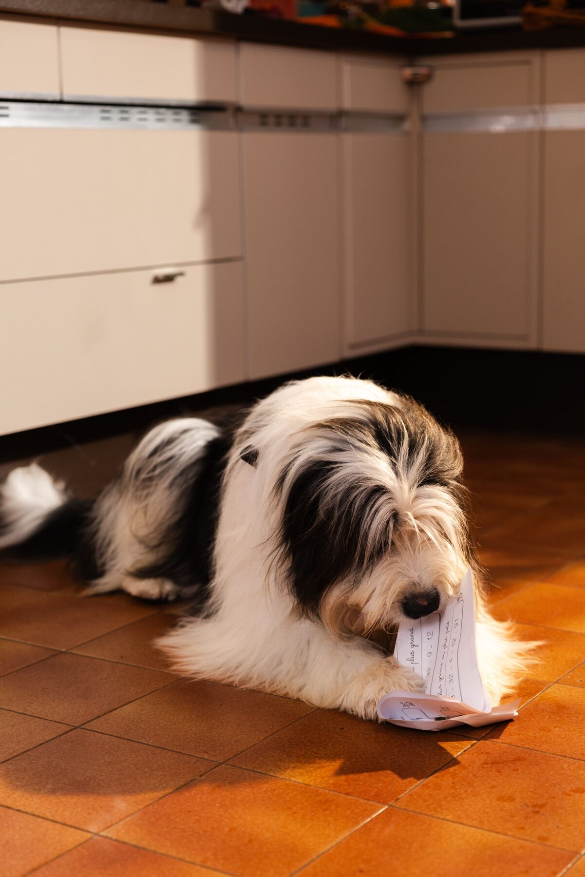 Chien à poils longs noir et blanc allongé sur le carrelage d’une cuisine, une feuille dans la gueule