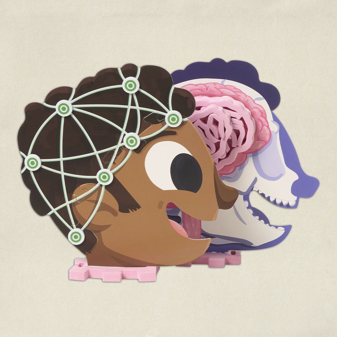 Maquette de tête en puzzle avec électrodes et tranches de cerveau, kit Pandacraft Explore Le cerveau