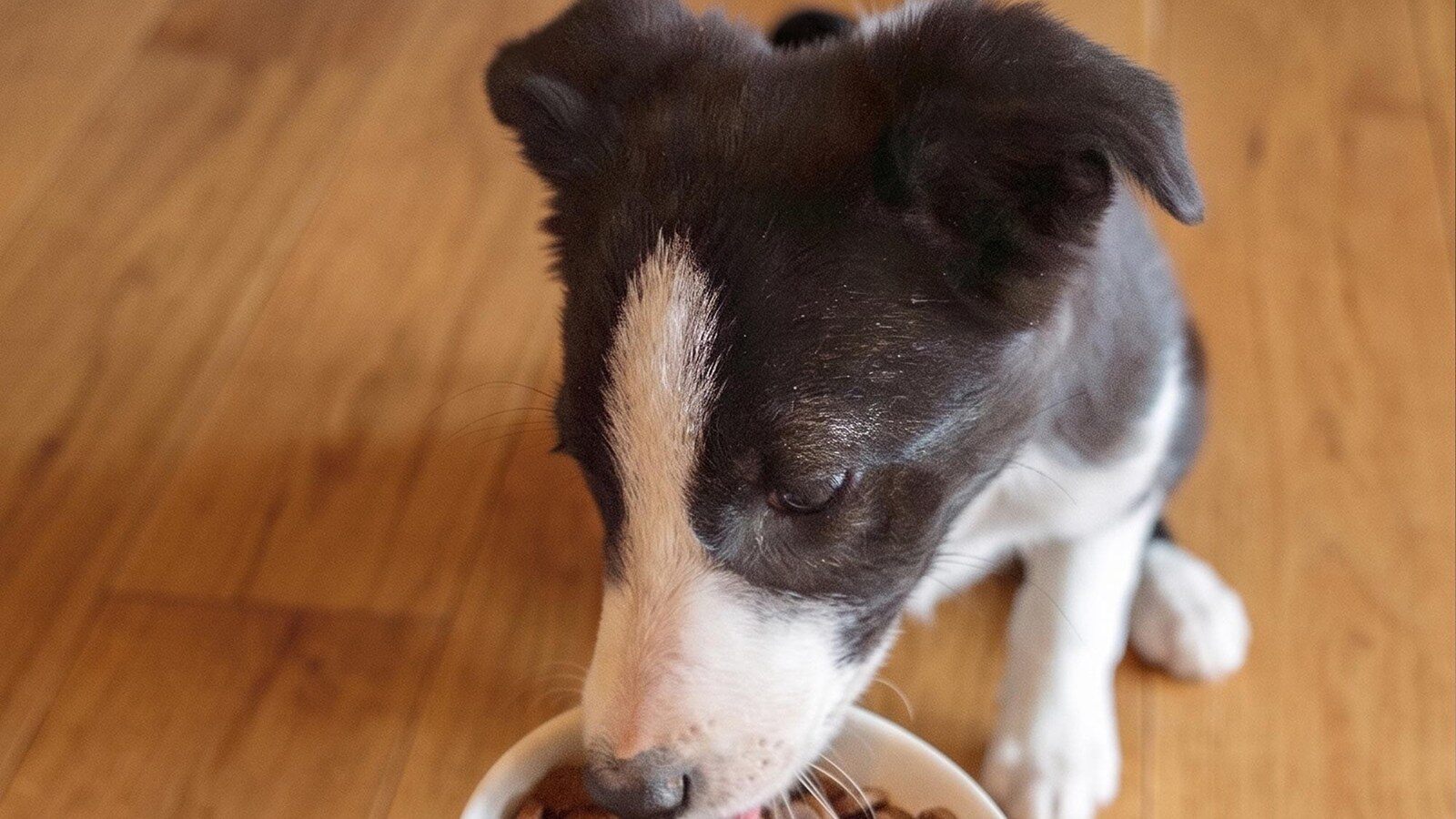 Chiot qui mange des croquettes Ultra Premium Direct dans une gamelle blanche